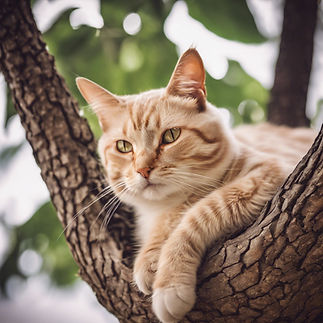 cat relaxing in a tree