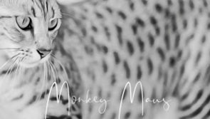 Savannah cat