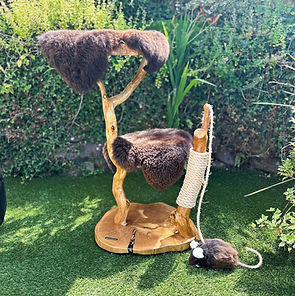 natural oak 2 platform cat tree with cat scratcher sitting on a green lawn