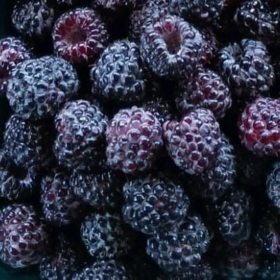 all the rapberries_edited.jpg