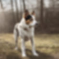 dog in left corner of photo.jpg