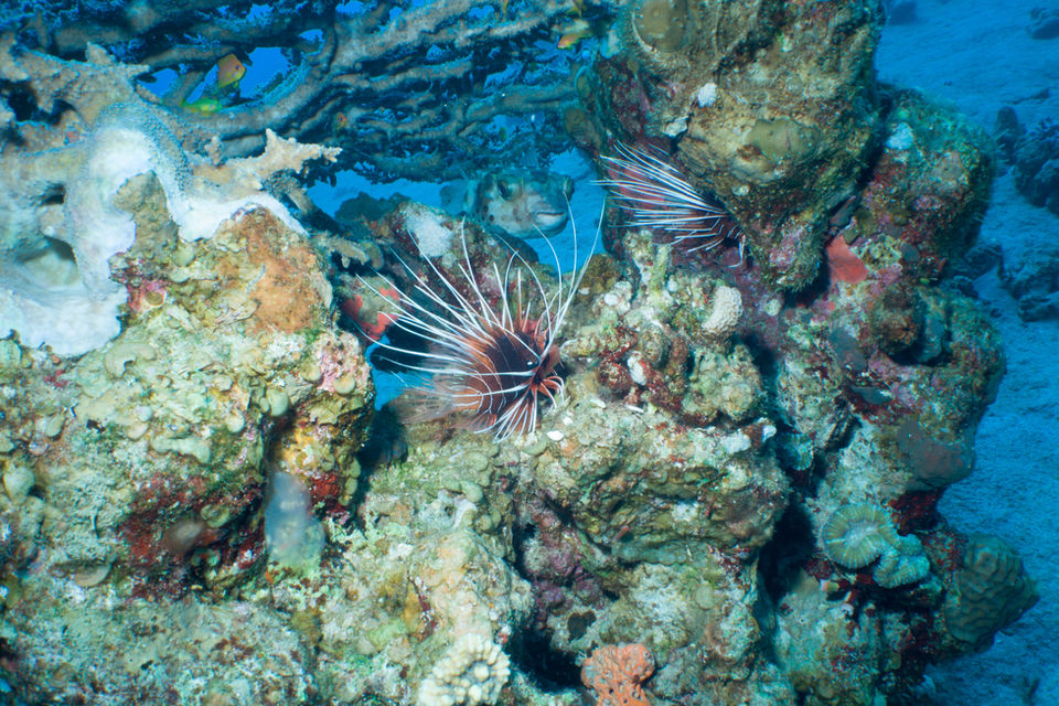 Underwater photo showing a lionfish (Pterois miles \ Pterois radiata ) and a yellow-spotted burrfish (Cyclichthys spilostylus) sheltering together under the branches of an Acropora coral.