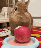 bunny-apple.gif