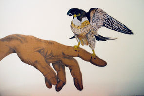 Faucon Falcon  120x90cm