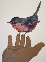 Aquarelle Watercolor