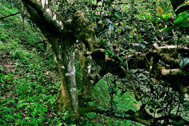 One of the beloved ancients that rest in the sub-tropic forests of Bulang Mountain