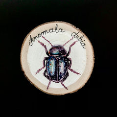 Sous-verre Insecte peint sur bois à la main et vernis. Diamètre entre 5 et 8cm. 8€