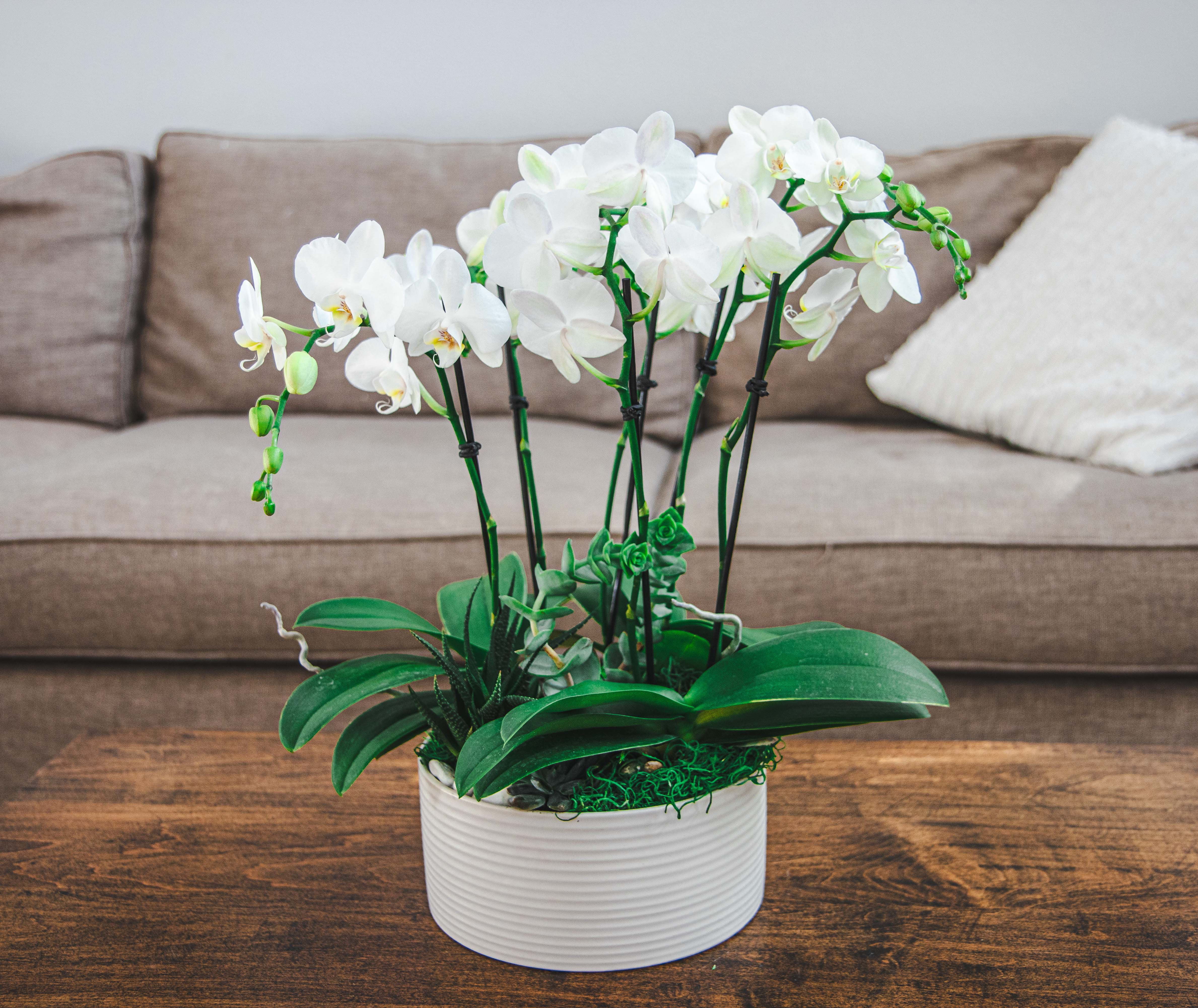 Winter Whisper Orchid Garden (Subscription optional)