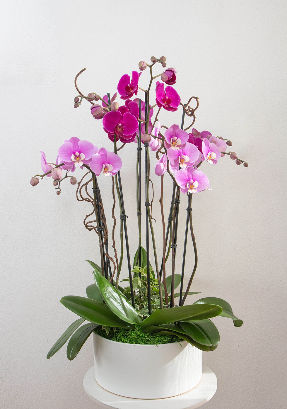 Thumbnail: Signature Orchid (Subscription optional)