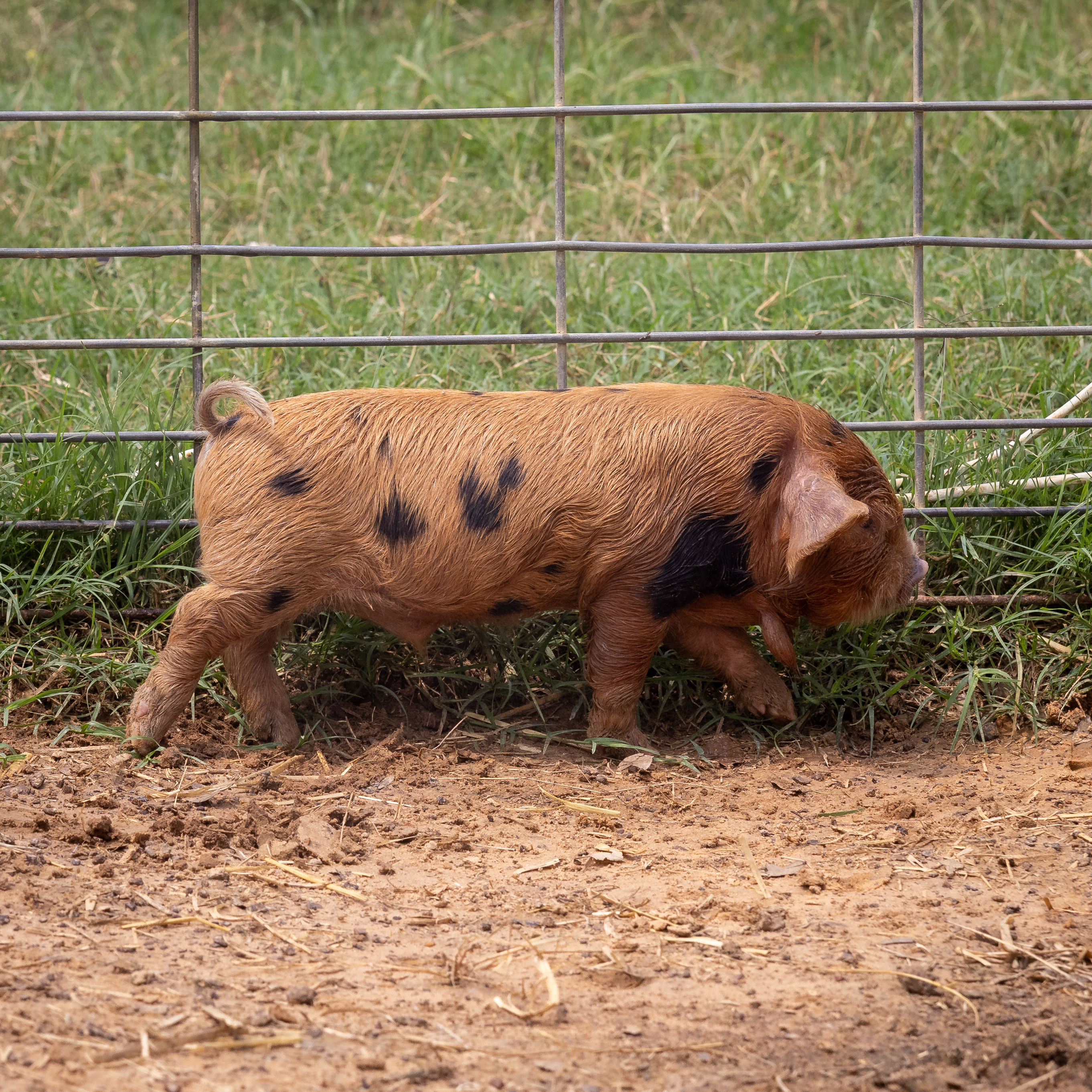 Magnolia - Whakanui Kunekune Piglet 