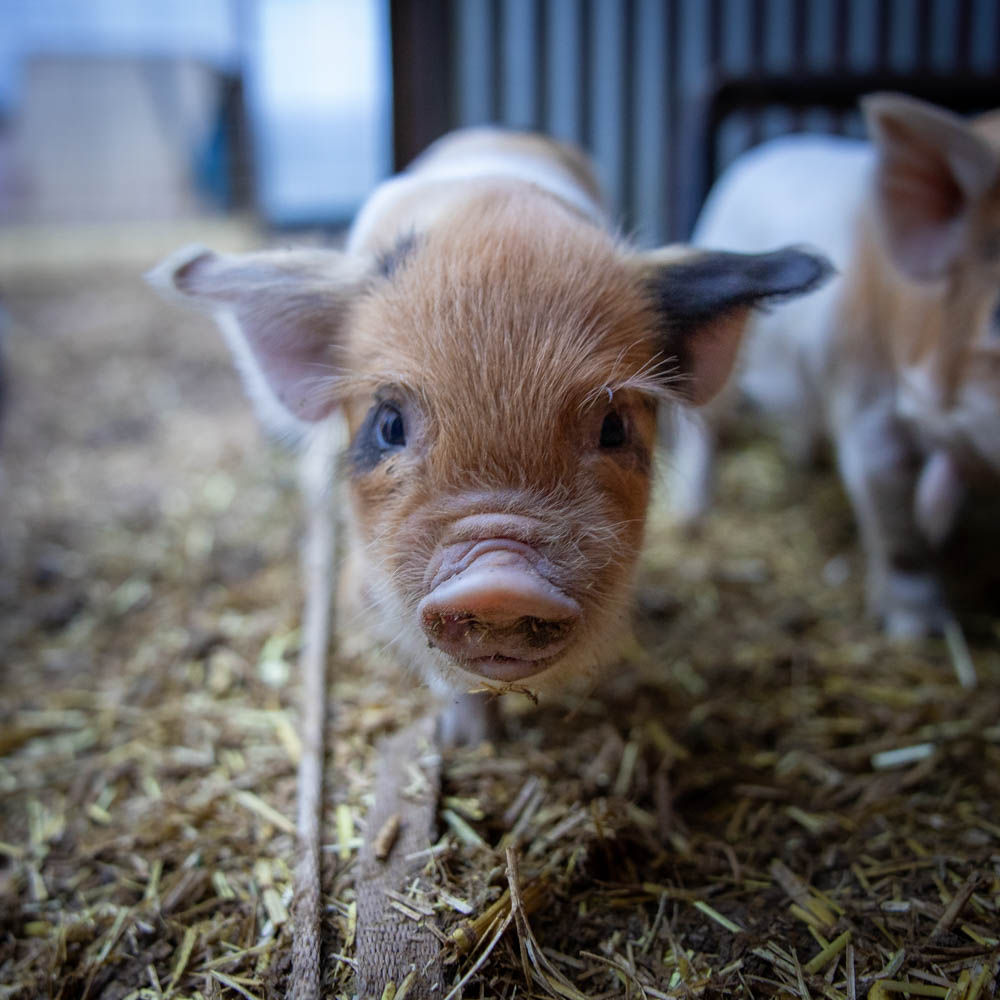 Nutmeg  - Halbert Farm Aria Giana