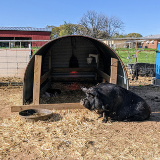 Amy the sow sitting in front of her port-a-hut watching her piglets