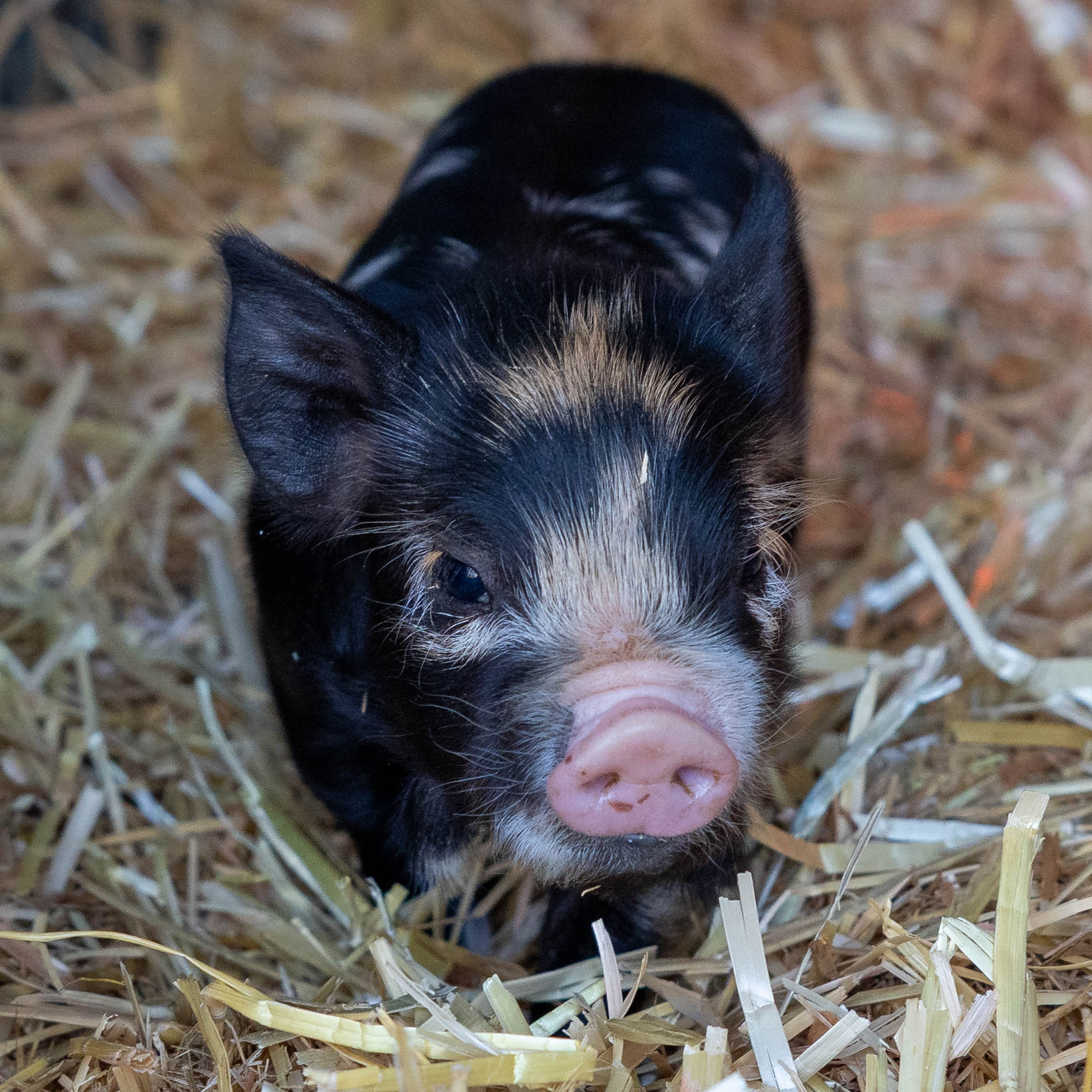 Montage - BH Rebecca Gina Gilt Kunekune Piglet