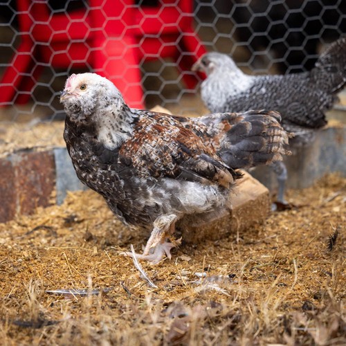 Salmon Faverolle Cockerels Halbert Farm