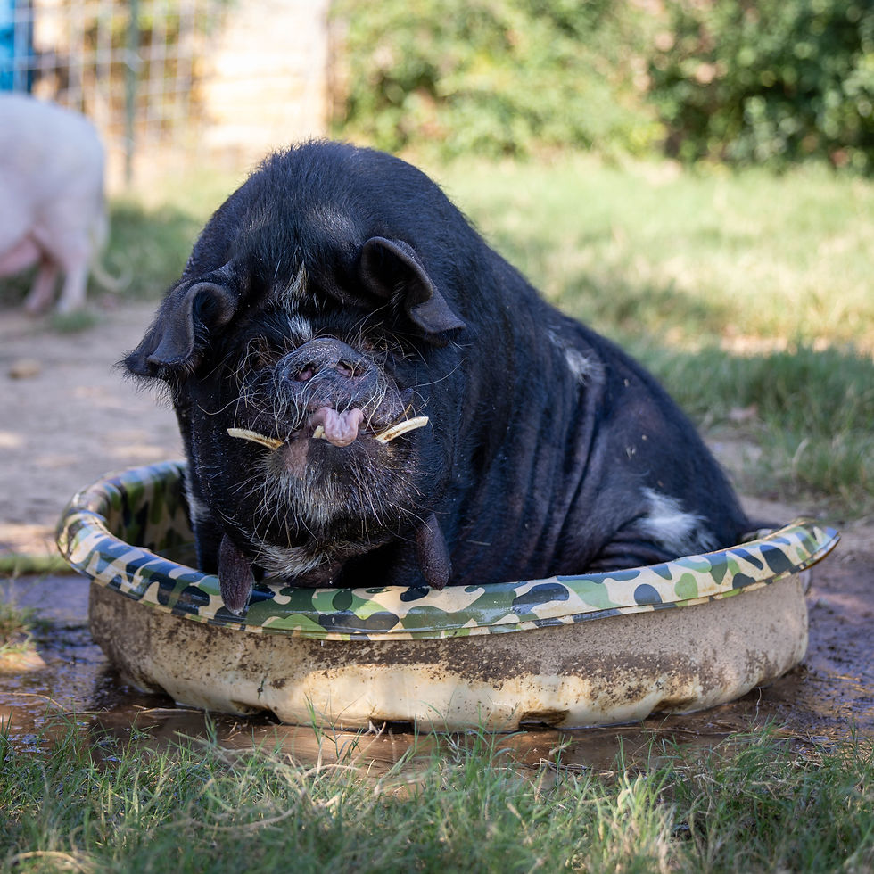 Pet Kunekune Mini Pigs | Halbert Farm | Texas