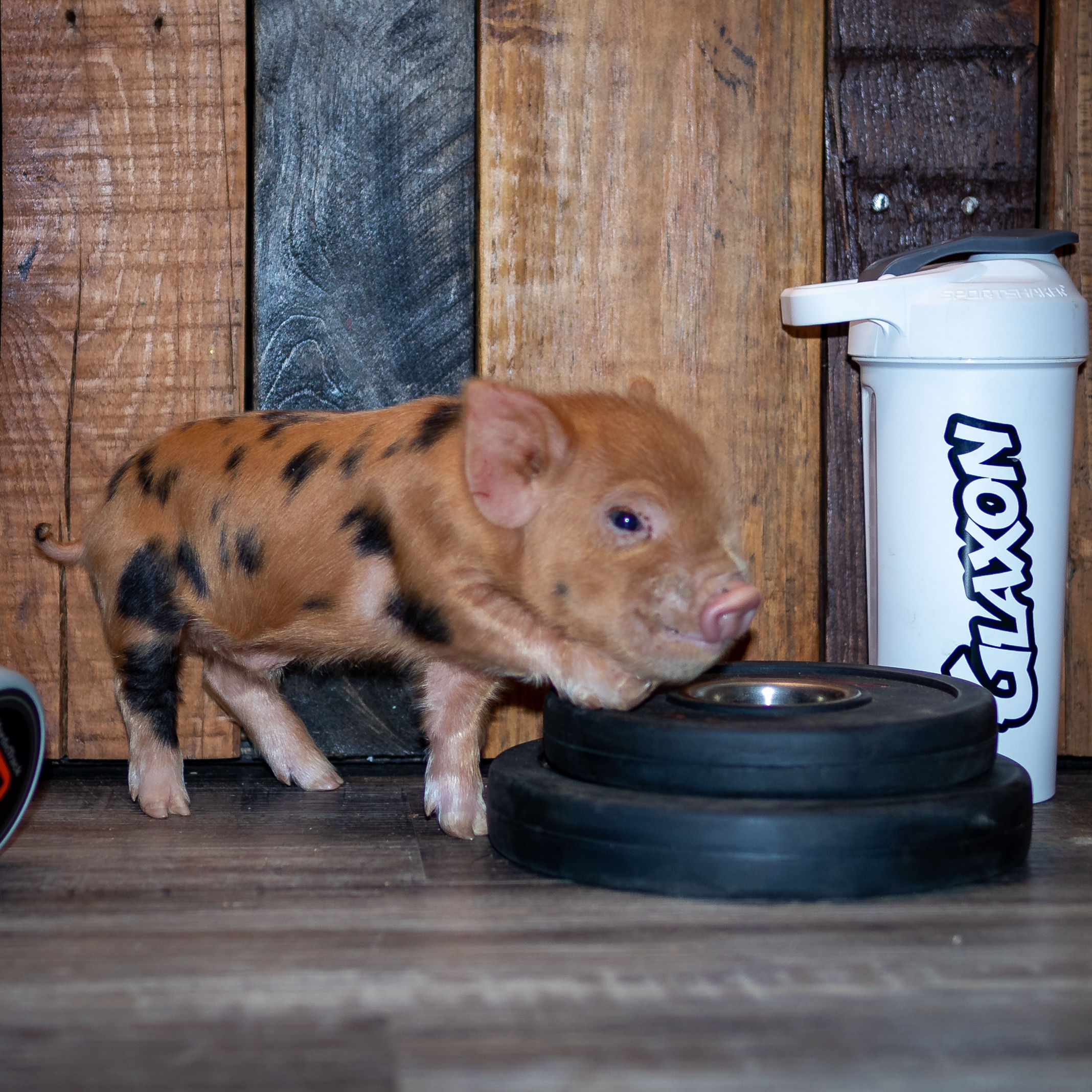 Hunter - Halbert Farm Boris