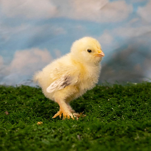 Salmon Faverolle Chicks Halbert Farm