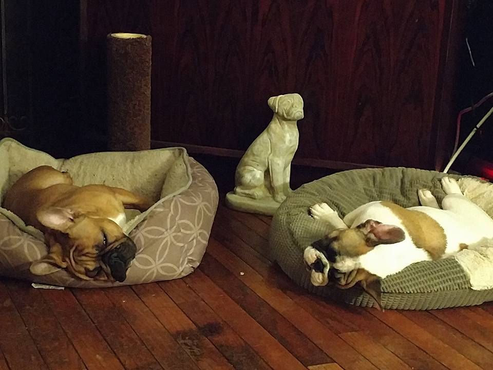 Bulldoglife1