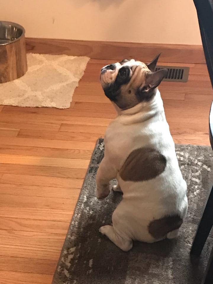 Vito2