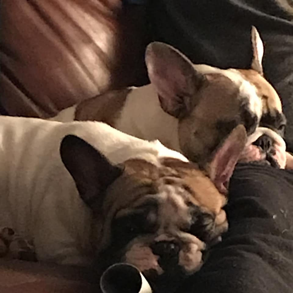 Bulldoglife2