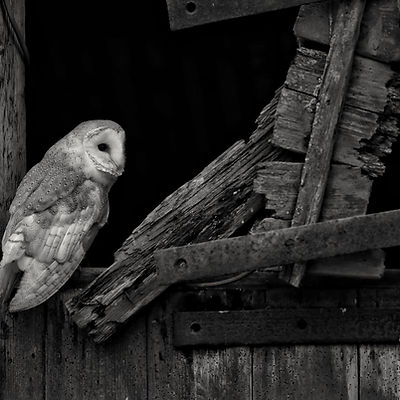 Fionnuala Parnell Barn Owl