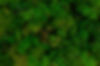 aerial-view-vibrant-green-trees-forest.jpg