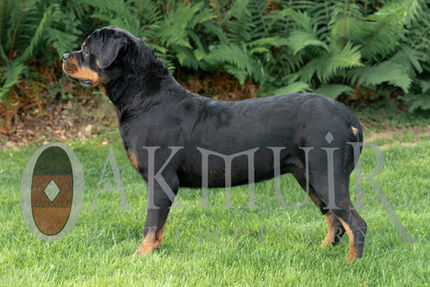 Oakmuir Rottweiler Breeders Female Rottweiler