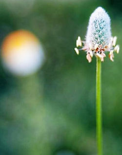Seed Light