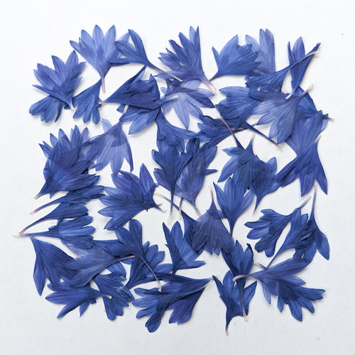 50 Pressed Dried Edible Blue Cornflower Petals floracle