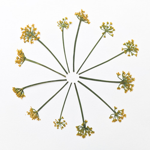 12 Pressed Dried Edible Fennel Flowers with Stems floracle