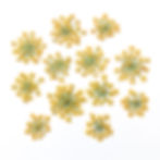 Twelve pressed individual fennel flowers