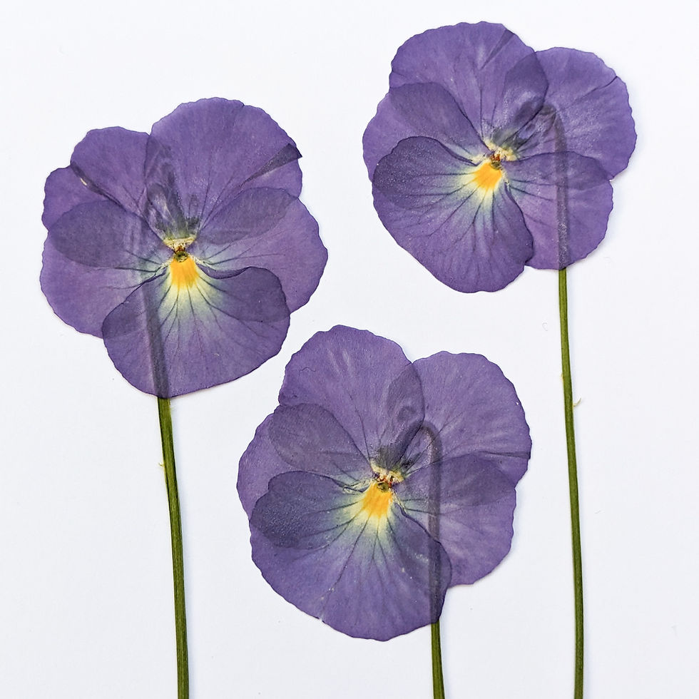 Thumbnail: Pressed Blue Viola Flowers with Stems