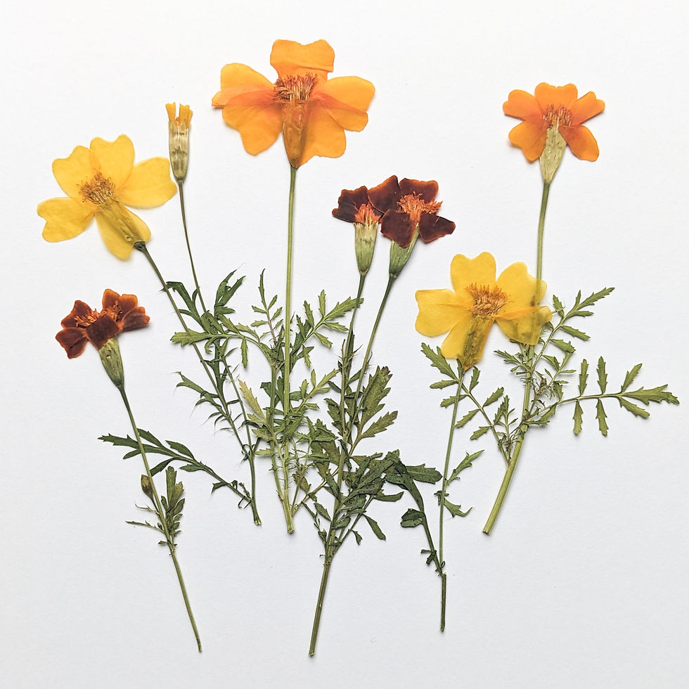 Six Mixed Pressed Marigold Flowers