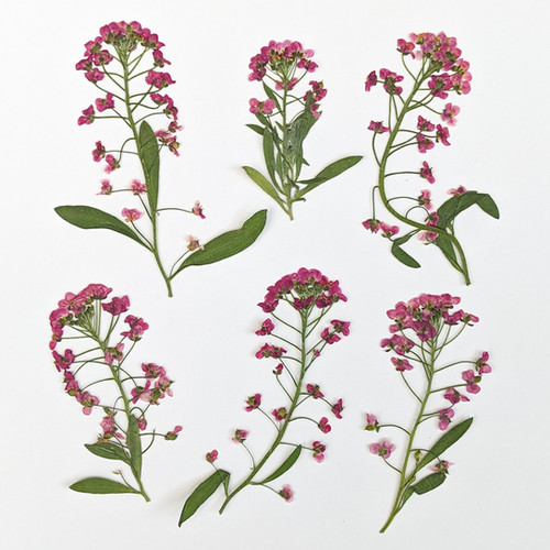 6 Pressed Dried Edible Pink Alyssum Flower Stems floracle