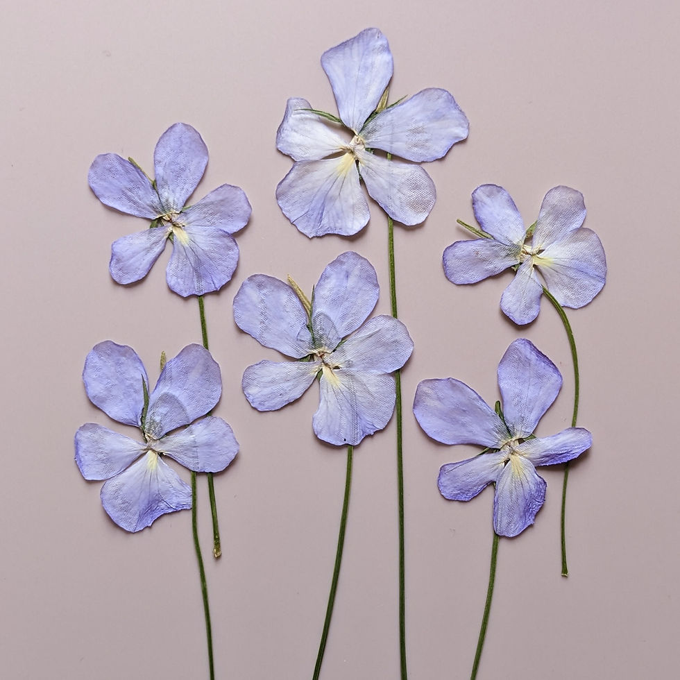 Six pressed lilac viola flowers with stems