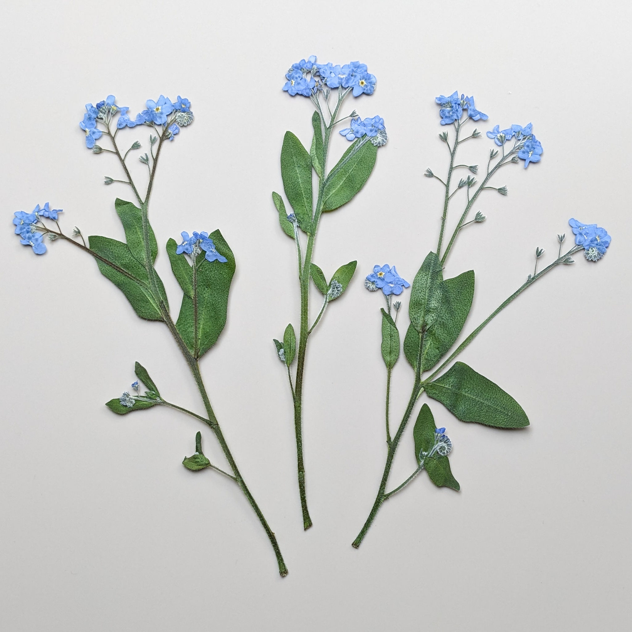 3 Pressed Dried Edible Blue Forget me not Flowers with Extra Large Stems