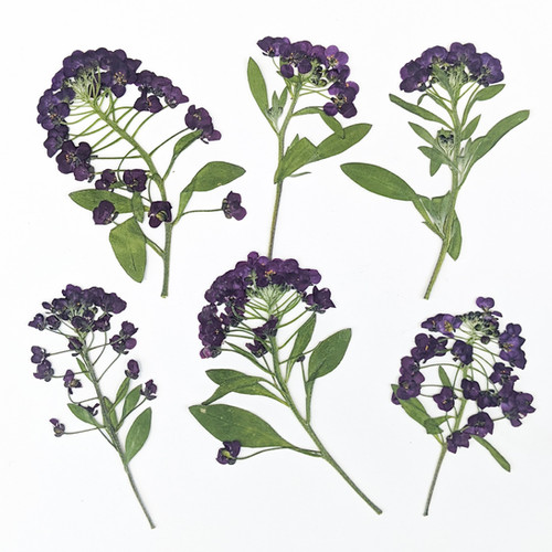 6 Pressed Dried Edible Purple Alyssum Flower Stems floracle
