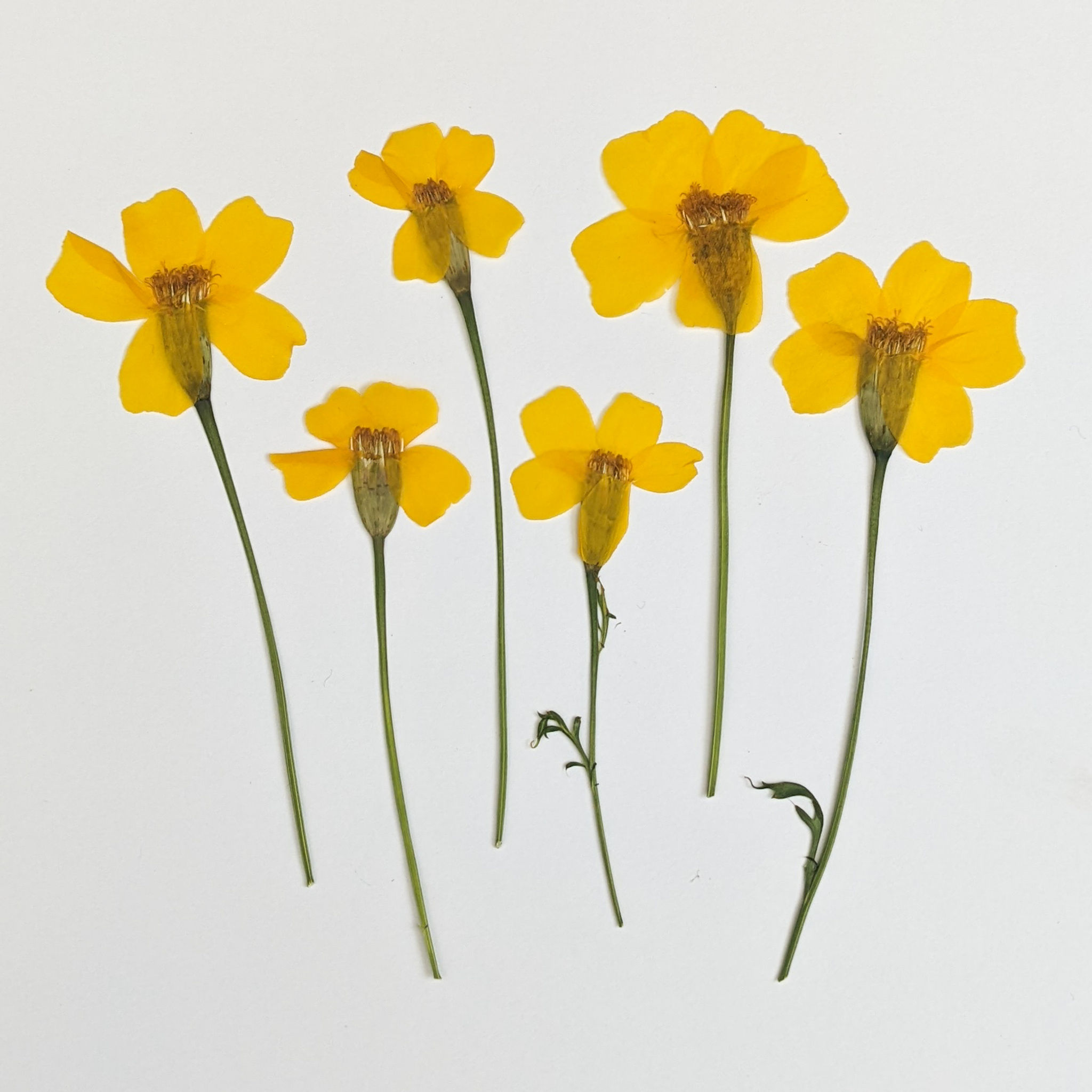 Pressed Yellow Marigold Flowers