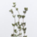 Three Pressed Dried Thyme Stems