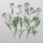 Pressed pink alyssum flower stems