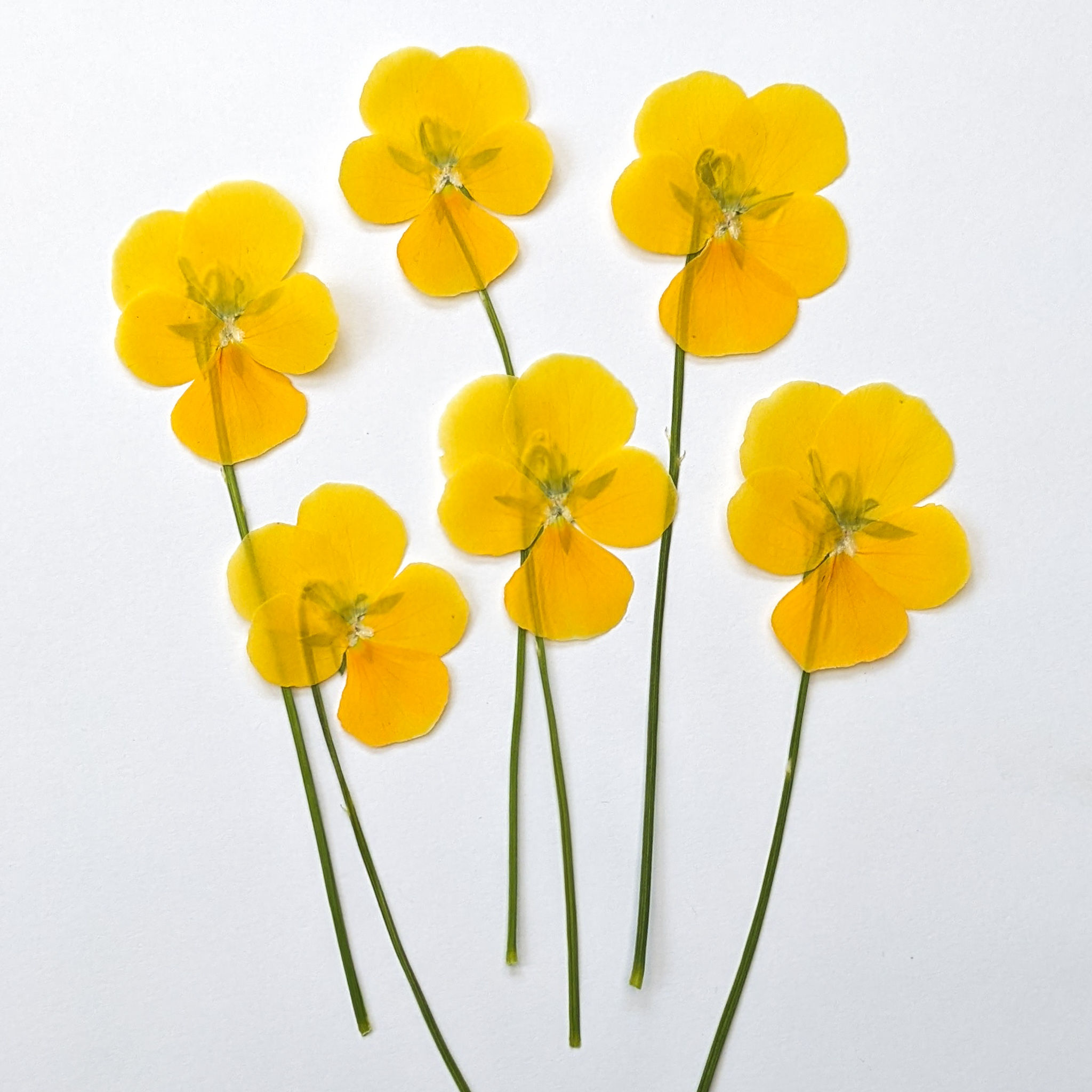six pressed edible yellow viola flowers