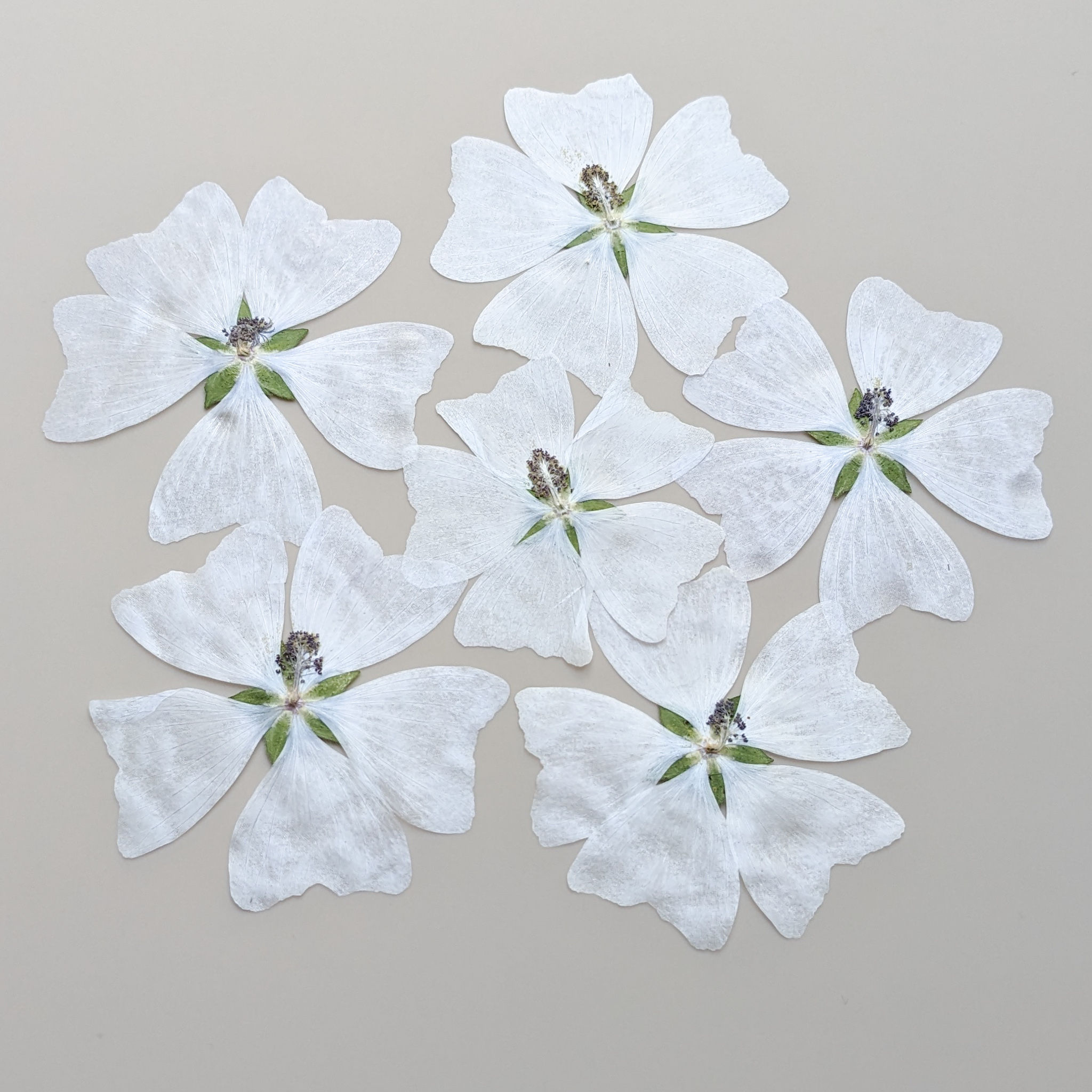 Six Pressed White Mallow Flowers