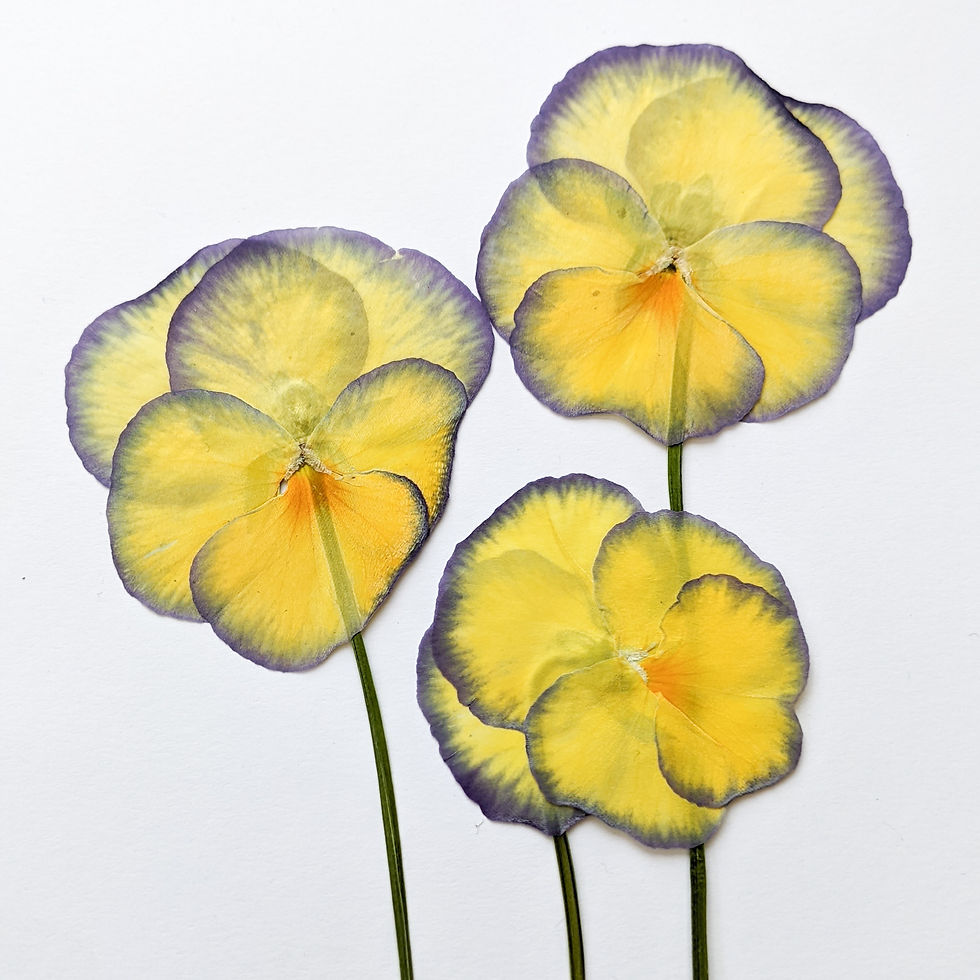 three pressed viola flowers with stems