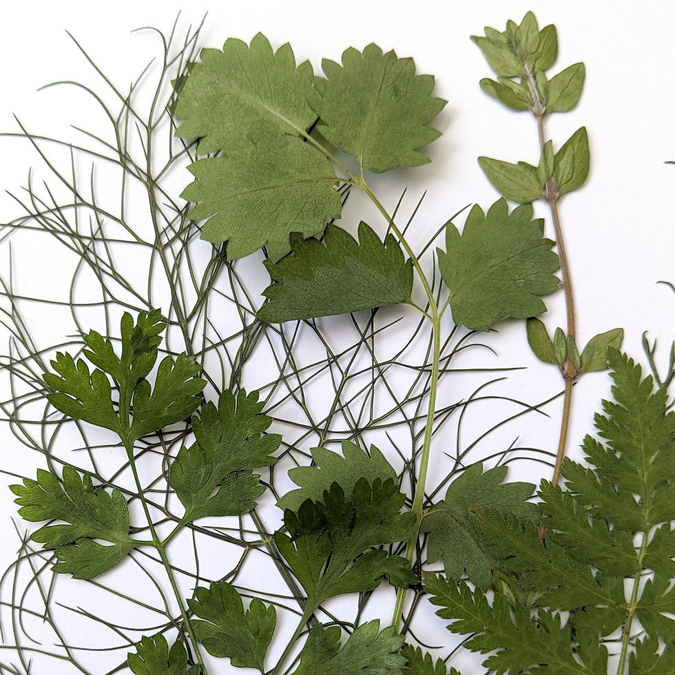 Thumbnail: Pressed edible herb leaves