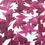 Thumbnail: Pressed edible dark pink claret cornflower petals