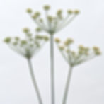 Three pressed whole fennel flower heads