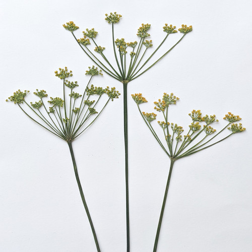3 Pressed Dried Edible Whole Fennel Flower Heads with Stems floracle