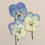 Thumbnail: Pressed Blue and Cream Viola Flowers