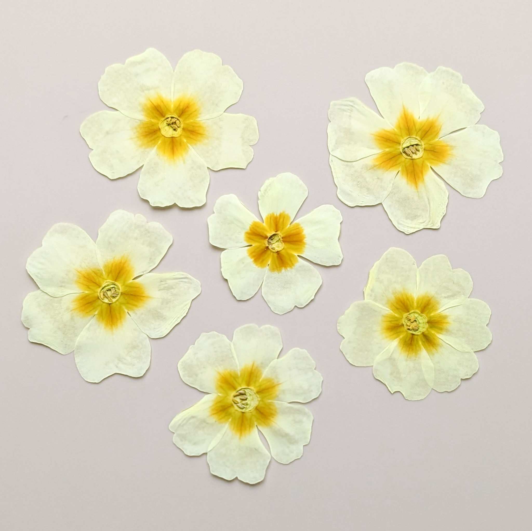 6 Pressed Dried Edible Ivory Primrose Flowers