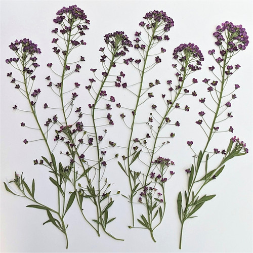 6 Pressed Dried Edible Purple Alyssum Flowers with Long Stems floracle